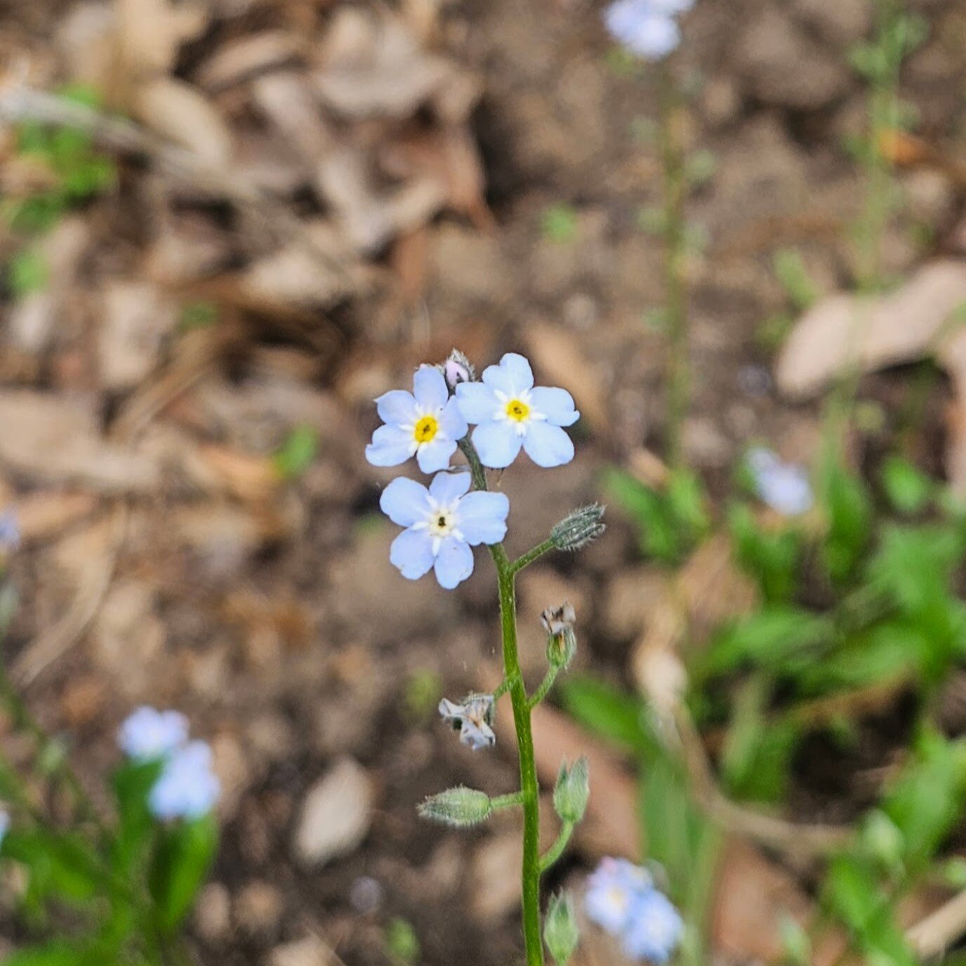 forget-me-not