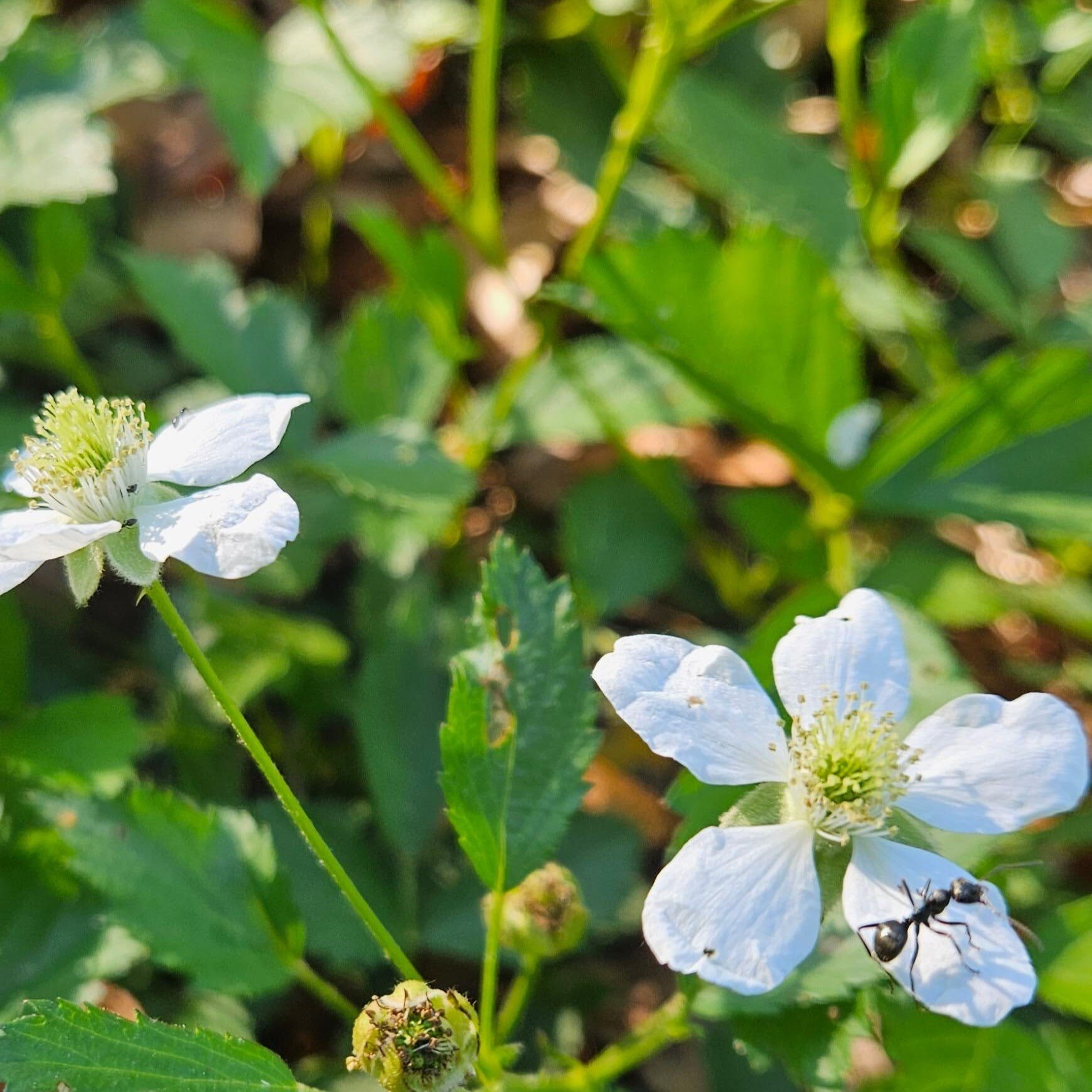 ant on a dewberry flower