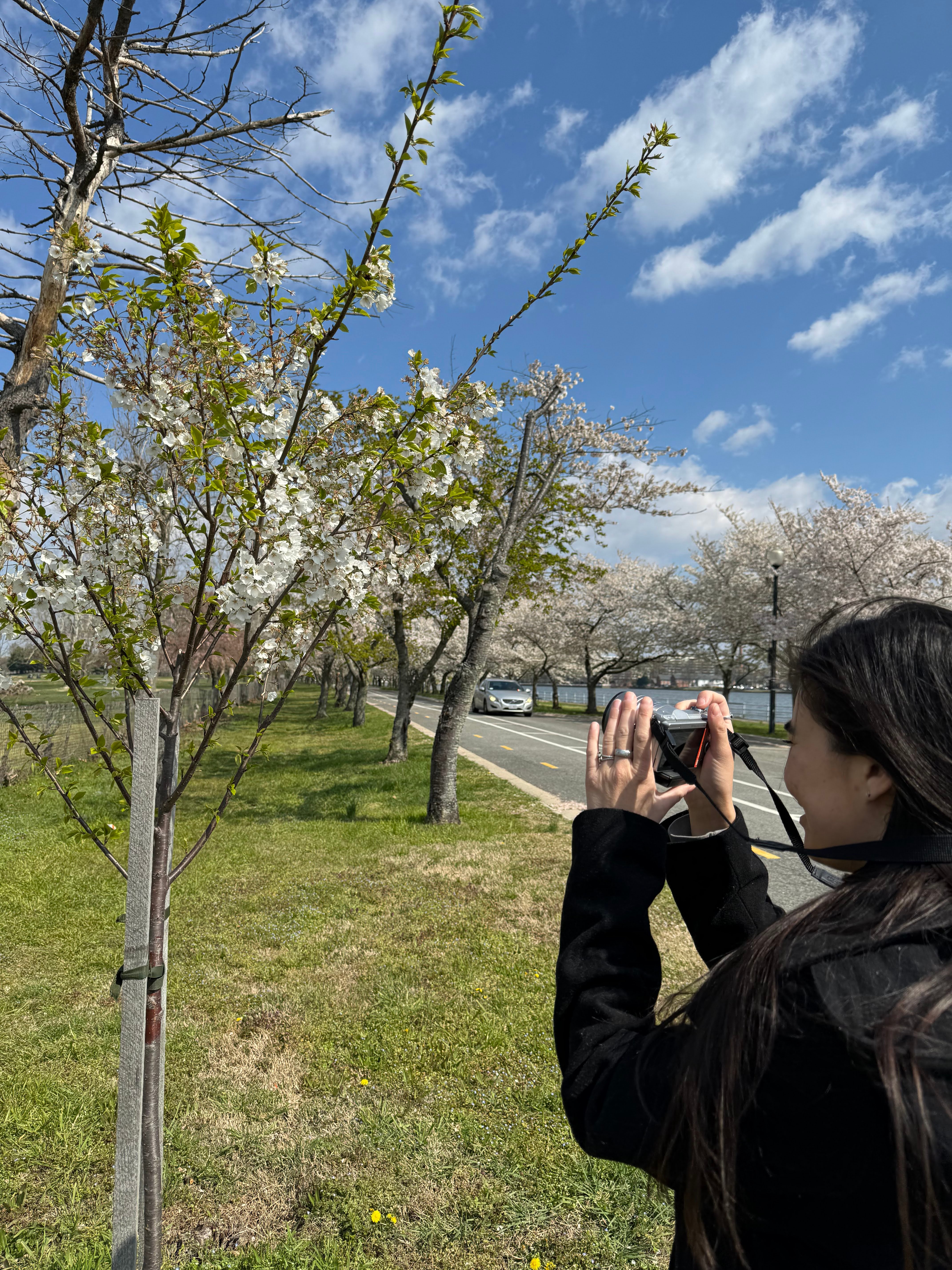 Emily taking a picture of a cherry blossom tree